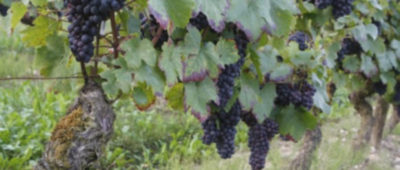 Acheter Vesicare - illustration comprimés et boîte de Vesicare